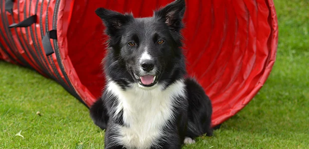 border-collie-body-1.jpg Border collie in front of play tunnel