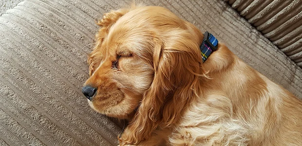 golden retriever asleep on couch golden retriever asleep on couch
