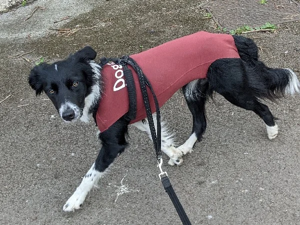 image of beautiful dog for article on dog neutering image of beautiful dog for article on dog neutering