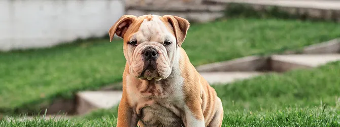 British Bulldog | Owner's Guide british bulldog in tall grass