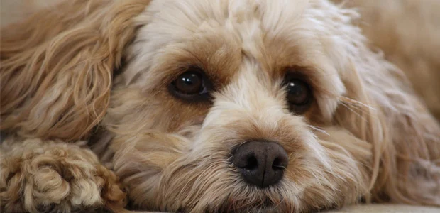 fawn cavapoo laying down fawn cavapoo laying down