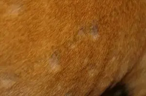 Coat of a dog infested by mites for article including pyoderma in dogs home treatment Coat of a dog infested by mites for article including pyoderma in dogs home treatment