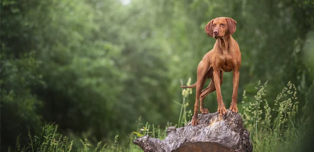 Vizsla sitting on a log Vizsla sitting on a log