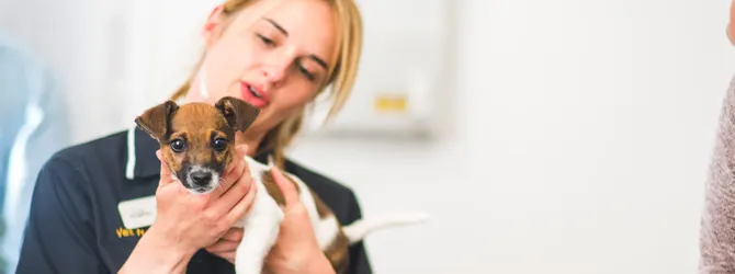 Dog Skin Cancer - Types And Treatment dog having check up
