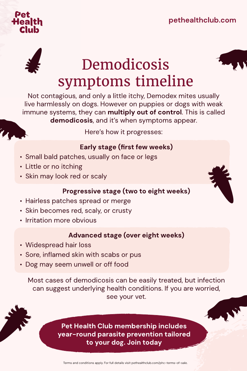 Pet Health Club infographic on demodicosis symptoms timeline An infographic on the symptoms of demodicosis in dogs, and how they develop. Demodex mites are a type of dog mite, and they can get out of control on puppies.