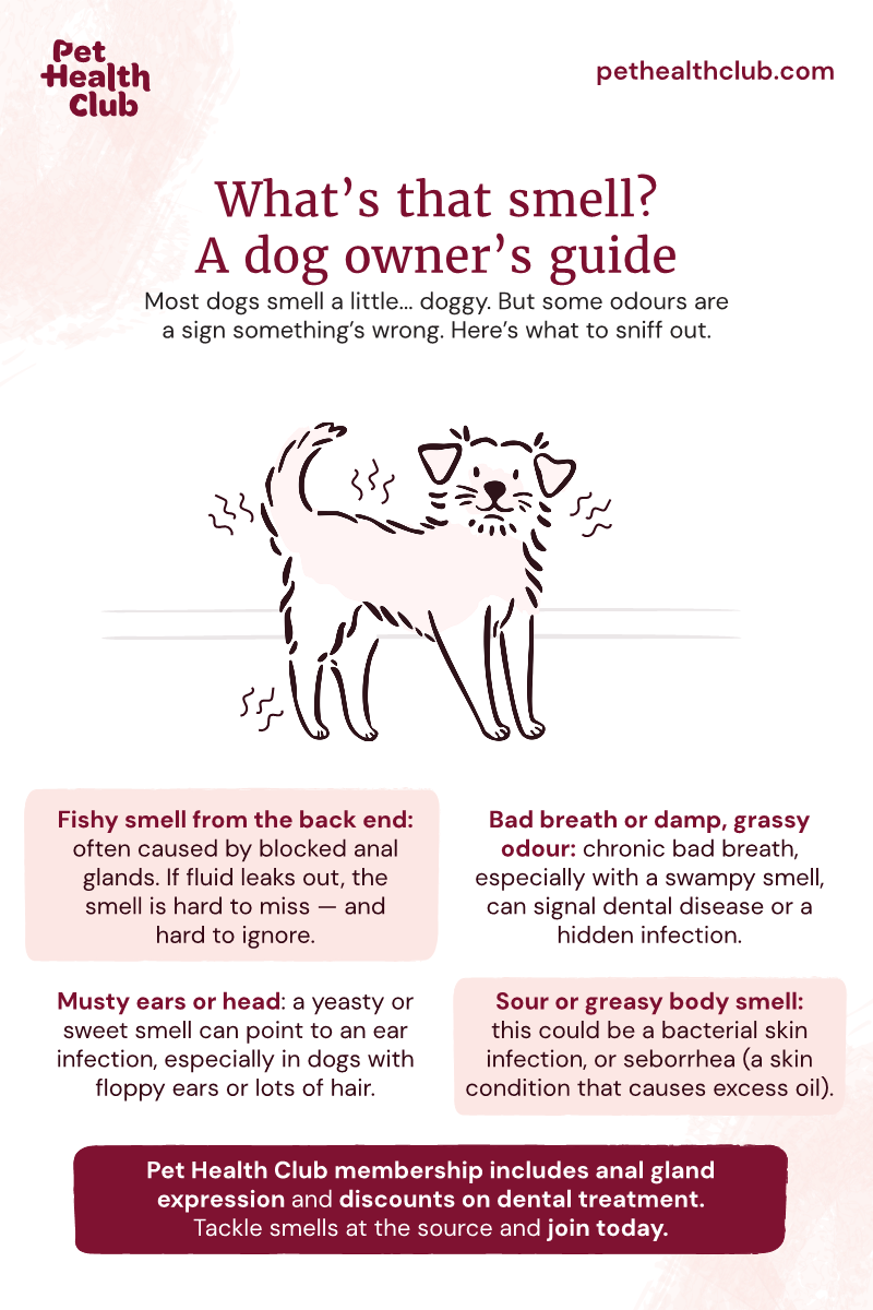 PHC Dog Whats the smell 800x1200 v2 1 Pet Health Club infographic on common causes of bad dog smells, which can include blocked anal glands, dental disease, or bacterial skin infections.