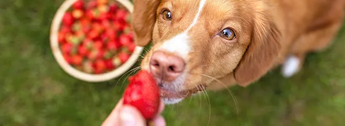 A curious dog eating a strawberry as a treat A photo of a dog about to eat a strawberry. When it comes to what fruits dogs can eat there are a number of safe options.