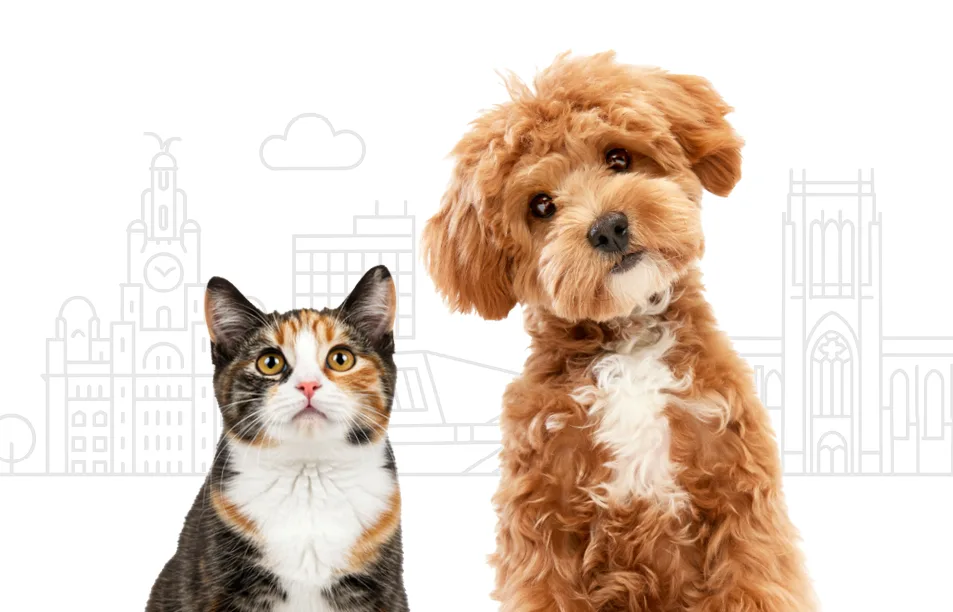 PHC ATL Web Header 953x612 Liverpool cat and dog on white background