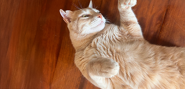 A cat flopping around and showing their belly A photo of a cat exposing their belly, a sign of cat love language