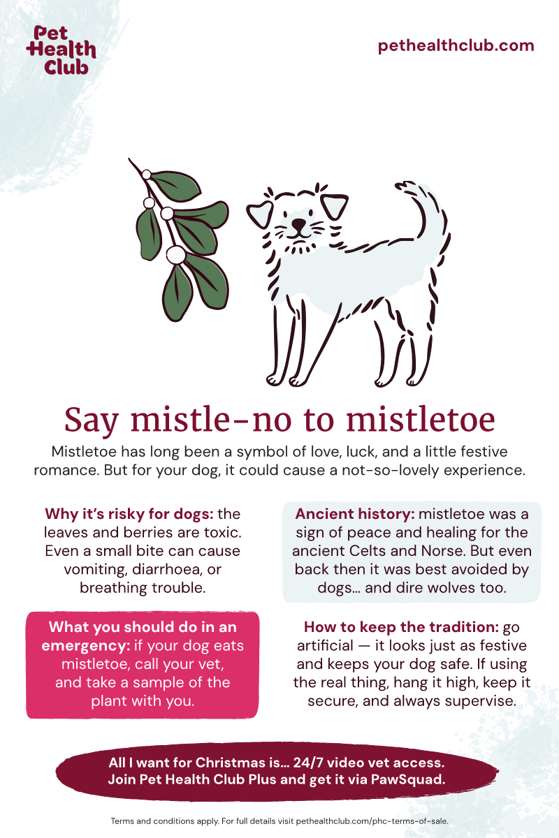 Pet Health Club infographic on mistletoe and dogs Pet Health Club infographic on mistletoe poisoning in dogs