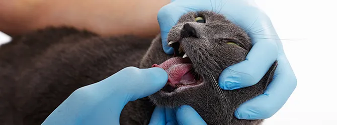A cat's mouth being inspected by a vet A vet carrying out a dental check on a cat