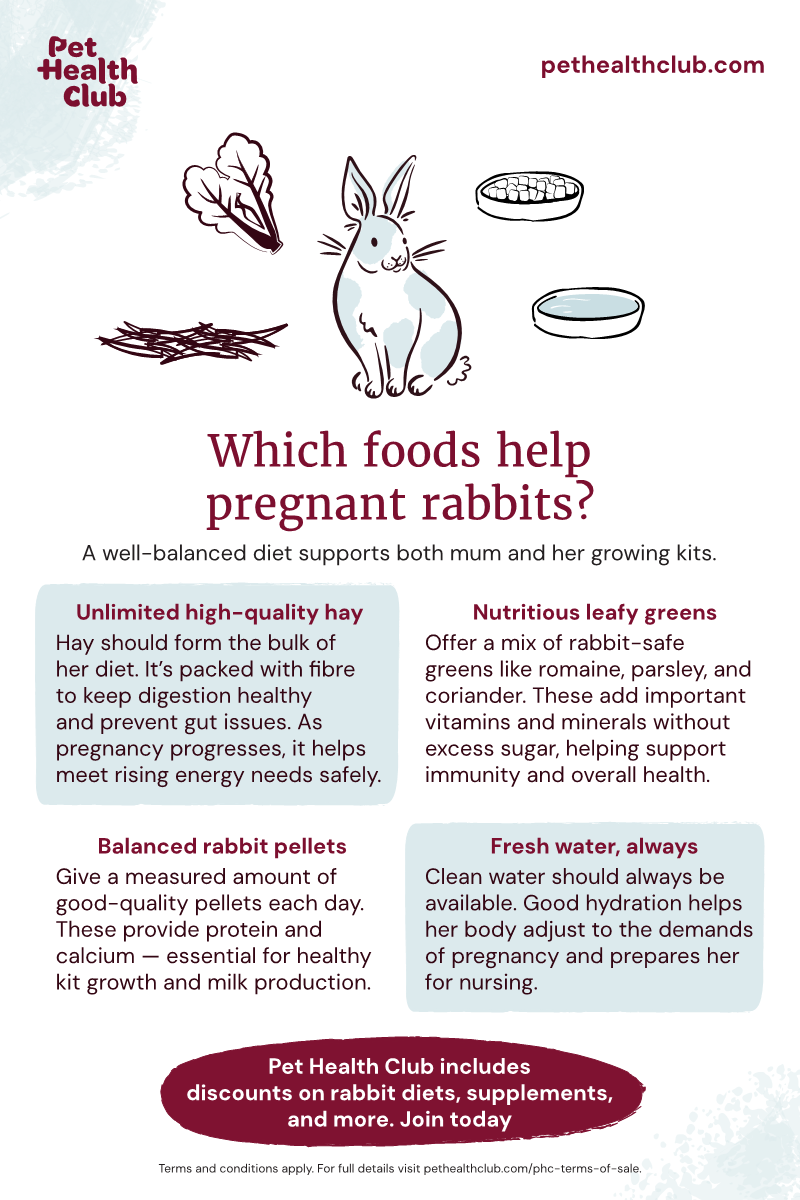 Pet Health Club infographic on which foods help pregnant rabbits Pet Health Club infographic explaining which foods are best for a pregnant rabbit, and why.