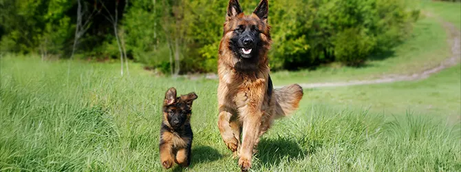 Two German Shepherds, an adult and a puppy, running in a park An image of a German Shepherd puppy with a full-grown German Shepherd, attached to an article on the topic "When do puppies stop growing?"