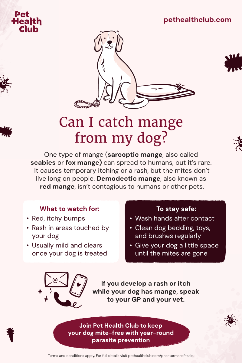 Pet Health Club infographic on whether humans can catch mange from dogs An infographic answering the question 'Can I catch mange from my dog?' It answers the question for two different types of mange in dogs: sarcoptic mange and demodectic mange.