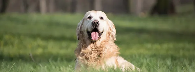 Dog panting a lot? It may be heat stroke in dogs Image of a dog panting a lot for article on heat stroke in dogs