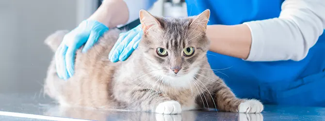 Feline infectious enteritis (feline panleukopenia) Photo of a cat receiving check-up for parvovirus (also known as parvo or feline distemper) symptoms at veterinary clinic