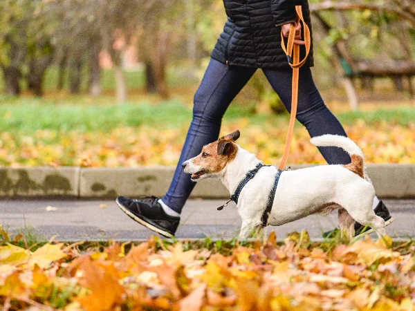 image for article on how long is a dog in season image for article on how long is a dog in season