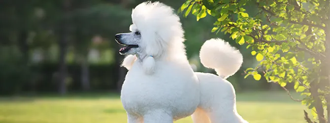 Poodle | Owner's Guide poodle running on grass