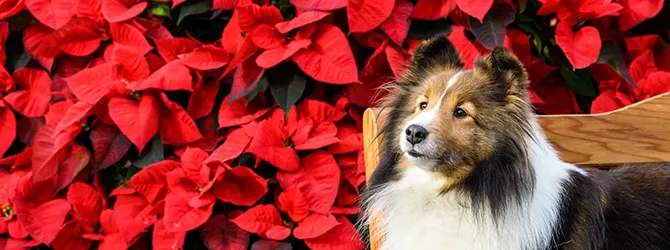 5 Christmas plants that are toxic to dogs Photo of a Collie dog sitting in front of vibrant red poinsettias, a plant dangerous to dogs. Learn more about festive décor and dog-safe Christmas decorations.