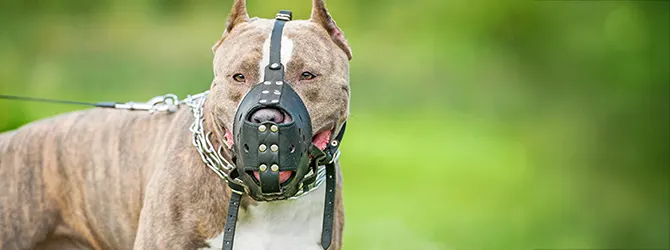 UK's Banned Dog Breeds Explained Photo of two dogs. They are Pit Bull Terriers, which is a banned breed of dog in the UK
