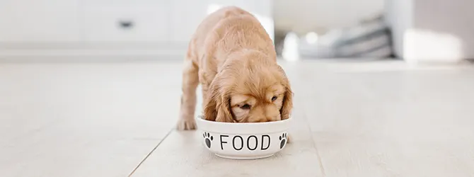 How much should I feed my puppy? puppy eating from bowl for article on how much should i feed my puppy