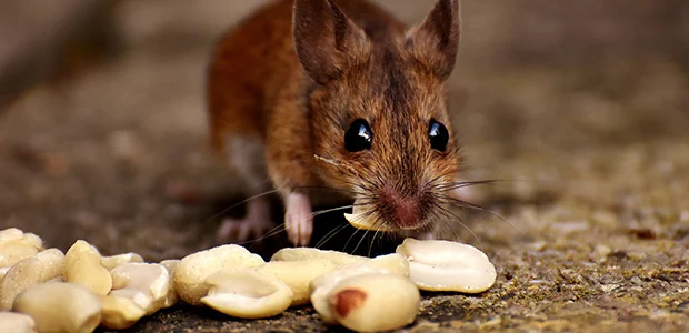 mice-eat-body-1.jpg a pet mouse nibbling at some nuts, a healthy food for mice diets