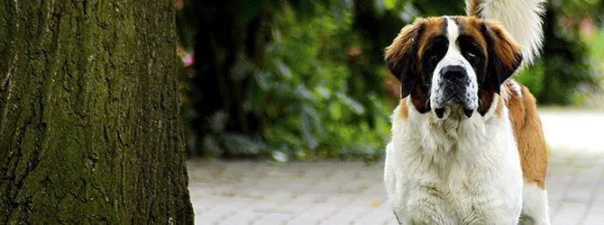 St Bernard | Owner's Guide brindle and white st bernard