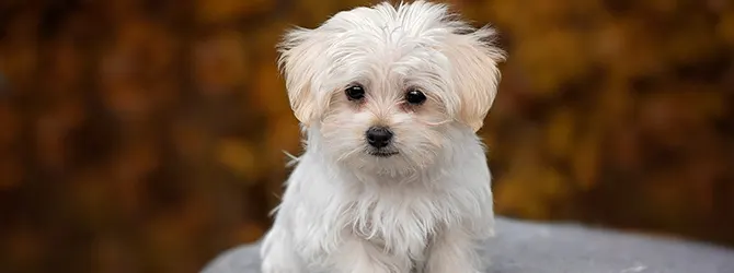 Can Puppies Eat... Eggs, Nuts and Dairy? cute white puppy with blurred background