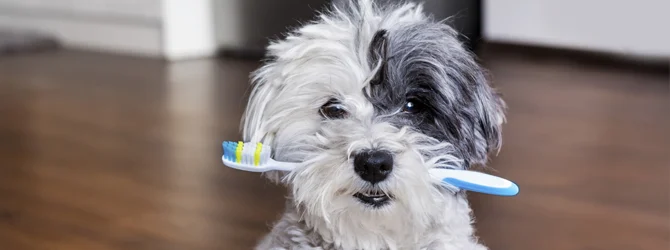 Dog carrying a toothbrush Dog carrying a toothbrush