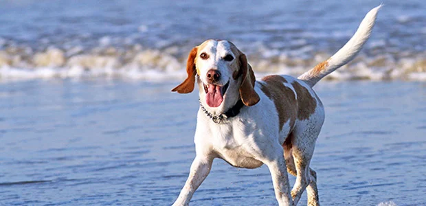 dog on beach wagging tail dog on beach wagging tail