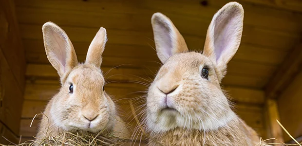 two bunnies in hitch two bunnies in hitch