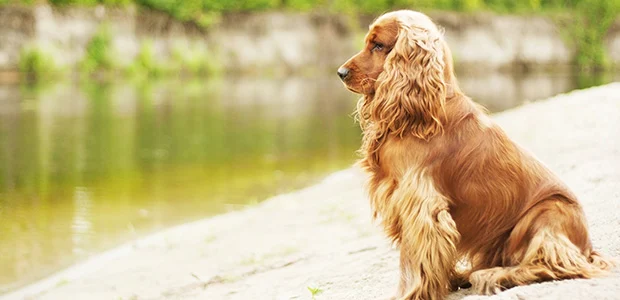 longhaired cocker spaniel sitting by water longhaired cocker spaniel sitting by water