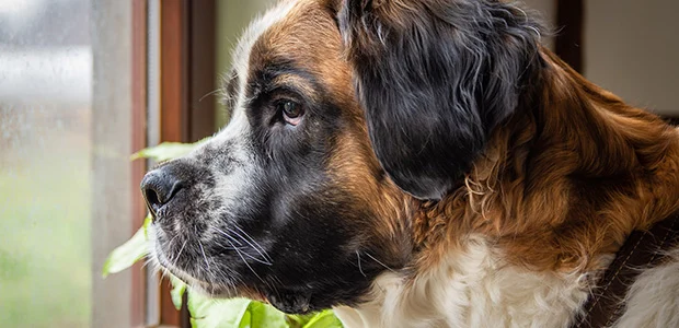 st bernard looking out of window st bernard looking out of window