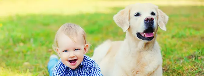 How To Introduce Your Dog to Your Baby yellow labrador on green grass next to small baby
