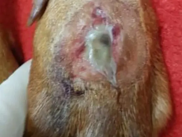 alabama rot in dogs symptoms showing open sore on dogs paw alabama rot in dogs symptoms showing open sore on dogs paw