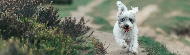 Jackapoo Breed Guide: Exercise, Temperament, Cost & Health white and grey jackapoo running in sand dunes