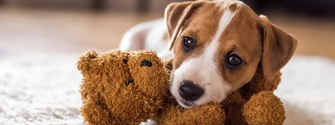 7 Essentials for a New Puppy - Home Guide puppy playing with its toy