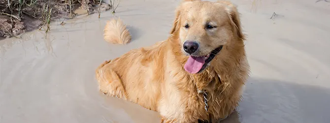 Alabama Rot in dogs | What causes Alabama Rot retriever at risk of alabama rot in a muddy puddle
