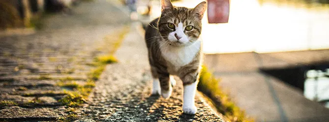 Cat Road Safety - Keeping Outdoor Cats Safe Cat road safety