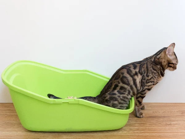 image of cat for article on cat urine sample image of cat using their litter tray for article on cat urine sample