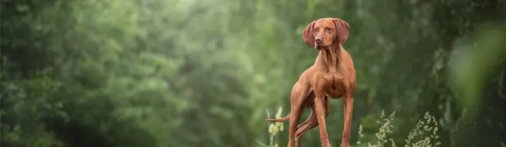 Hungarian Vizsla Guide - Breed Guide Hungarian Vizsla on a log