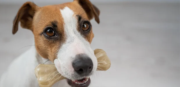 jack russell eating a rawhide bone jack russell eating a rawhide bone