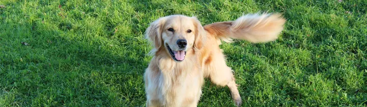 Why Do Dogs Wag Their Tails - Tail Docking happy golden retriever wagging tail