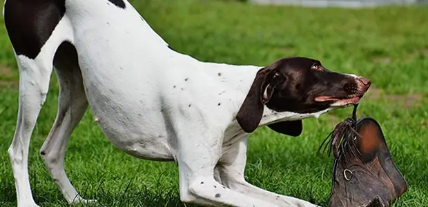 dog does play bow dog does play bow