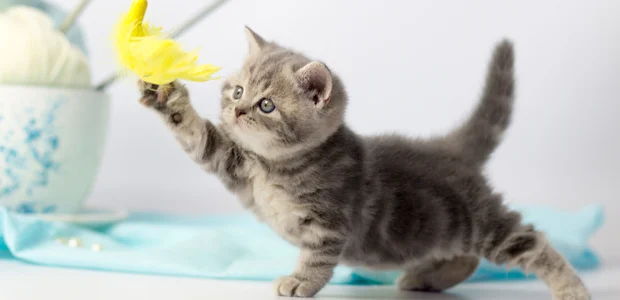 stripy kitten playing with yellow feather stripy kitten playing with yellow feather