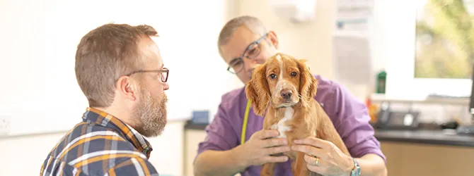 Complete Guide to Veterinary Referrals Cocker spaniel during a consult with a vet