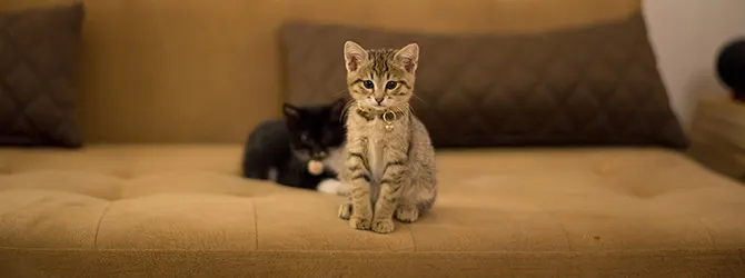 How to Kitten-Proof Your Home kitten at the top of a scratching post