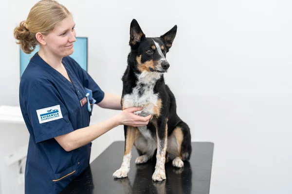 dog having a check up for article on arthritis in dogs dog having a check up for article on arthritis in dogs