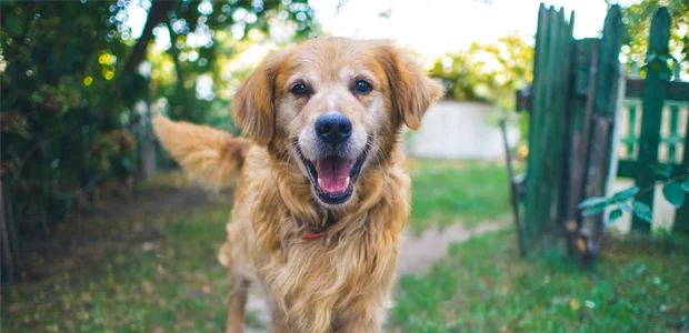 golden Labrador smiling golden Labrador smiling