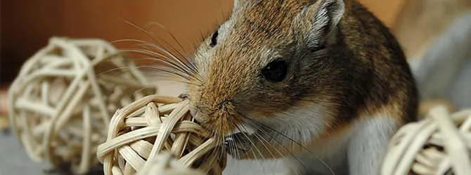 Common Gerbil Health Problems gerbil chewing at ball of straw